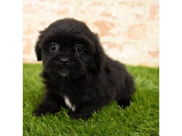 Shih Tzu DOG Male Black 890 Petland Beavercreek, OH