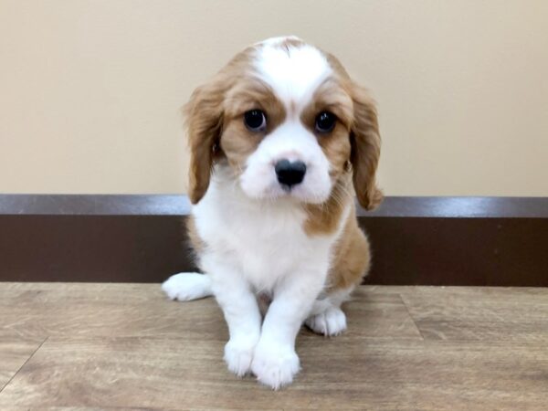 Cavalier King Charles Spaniel DOG Male Blenheim 898 Petland Beavercreek, OH