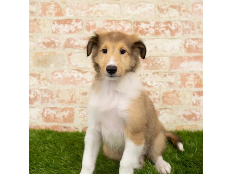 Shetland Sheepdog Puppy Sable / White ID:905 Located at Petland