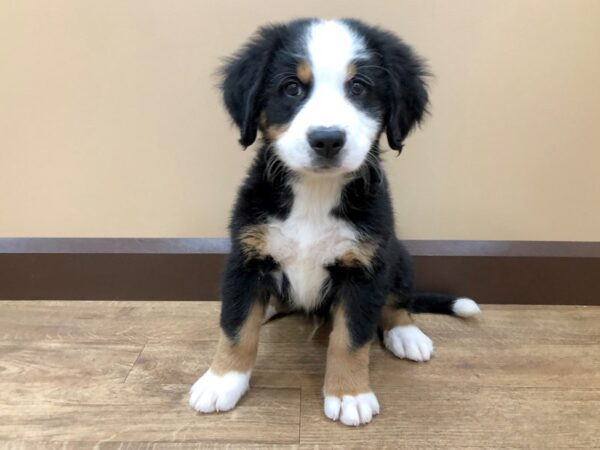 Bernese Mountain Dog DOG Male Tri-Colored 907 Petland Beavercreek, OH