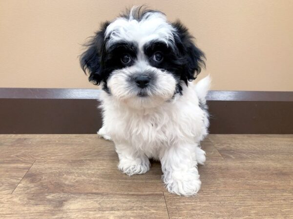 Shi-Chon DOG Male Black & White 912 Petland Beavercreek, OH