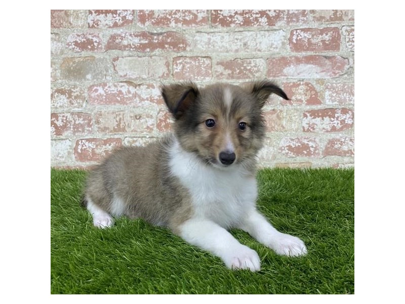 Shetland Sheepdog Puppy Sable / White ID:916 Located at Petland