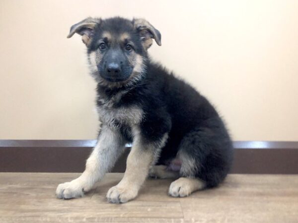 German Shepherd Dog DOG Male Black / Tan 929 Petland Beavercreek, OH