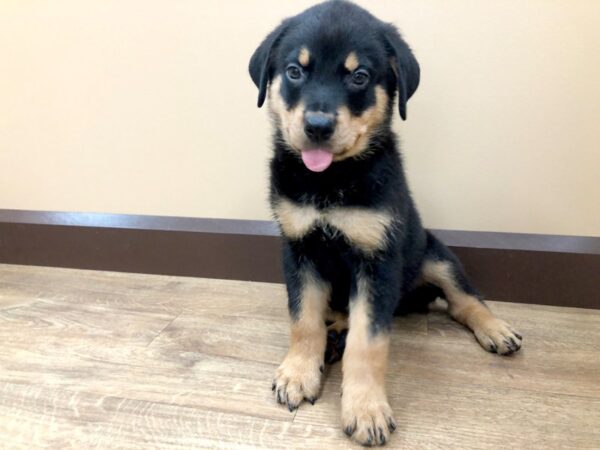 Rottweiler DOG Male Black & Tan 926 Petland Beavercreek, OH