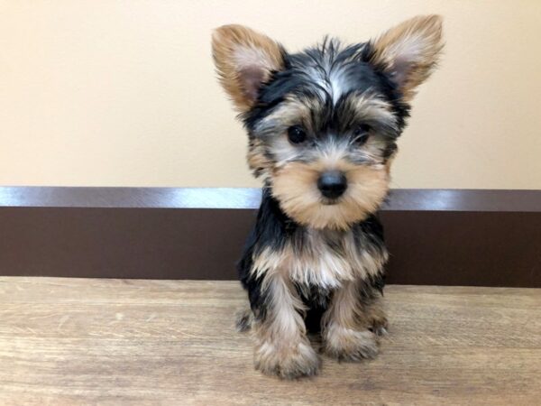 Yorkshire Terrier DOG Male Black & Brown 924 Petland Beavercreek, OH