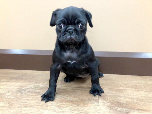 Pug DOG Female Black 923 Petland Beavercreek, OH