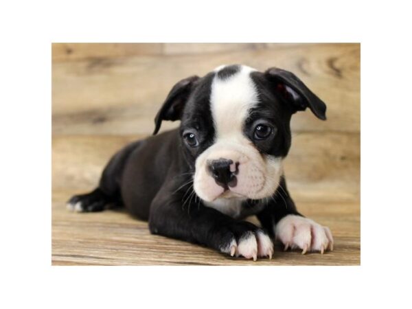 Boston Terrier DOG Male Black / White 935 Petland Beavercreek, OH