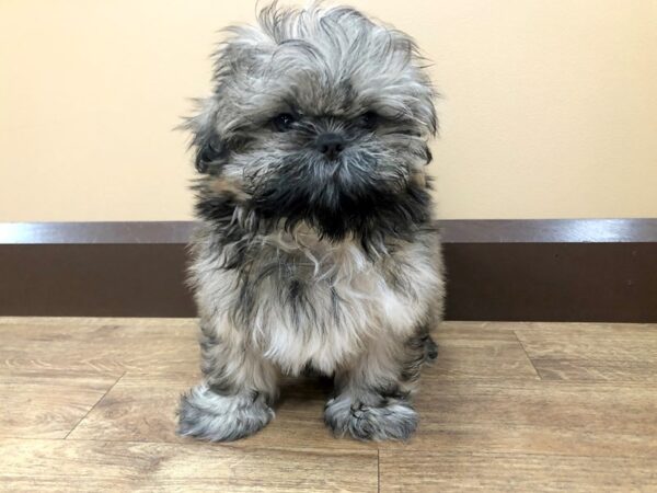 Shih Tzu DOG Male 921 Petland Beavercreek, OH