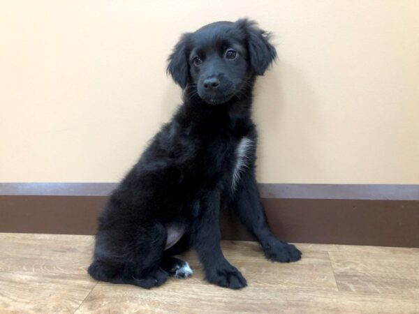 Miniature Aussie Poo DOG Female Black Tri 933 Petland Beavercreek, OH