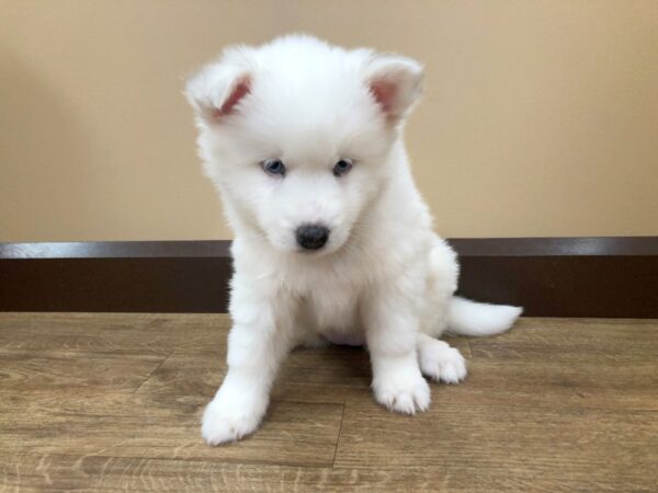 Pomsky DOG Female CREAM WH 936 Petland Beavercreek, OH