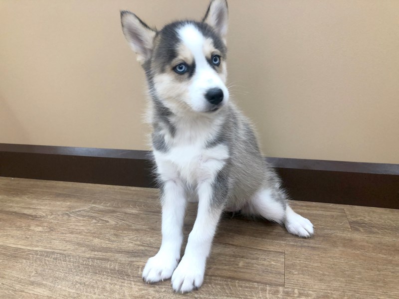 Tri Color Pomsky Pomsky Puppy Tri-Colored ID:939 Located at Petland Beavercreek, OH