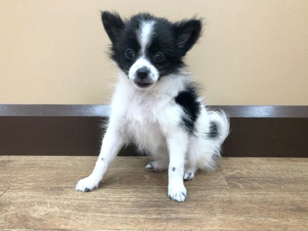 Pomeranian DOG Male BLK WHITE 938 Petland Beavercreek, OH