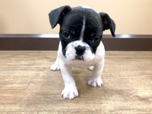 French Bulldog DOG Female BRINDLE WHITE 937 Petland Beavercreek, OH