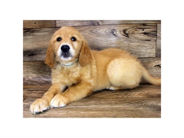 Golden Retriever DOG Male Golden 942 Petland Beavercreek, OH