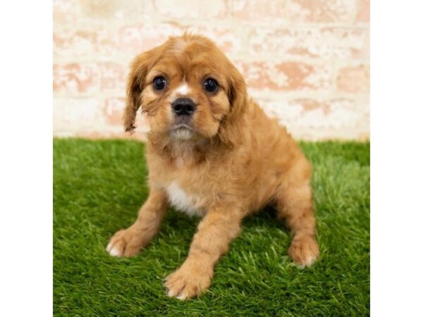 Cavalier King Charles Spaniel DOG Male Ruby 974 Petland Beavercreek, OH