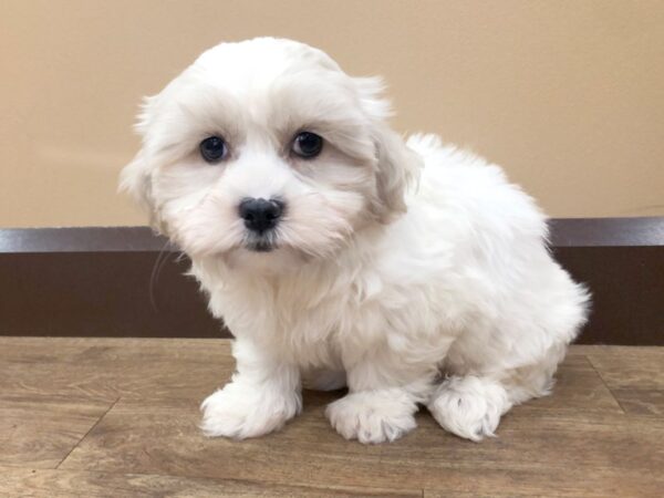 Mal Chon DOG Male CREAM WHITE 968 Petland Beavercreek, OH