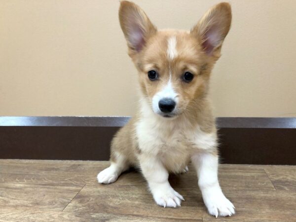 Pembroke Welsh Corgi DOG Female Sable / White 979 Petland Beavercreek, OH