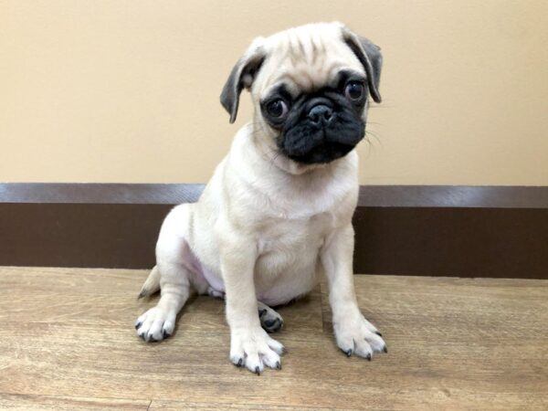 Pug DOG Female Fawn 989 Petland Beavercreek, OH