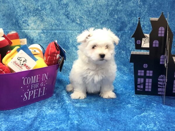 Maltese DOG Male White 993 Petland Beavercreek, OH