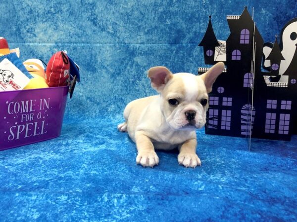 French Bulldog DOG Male Fawn Pied 998 Petland Beavercreek, OH