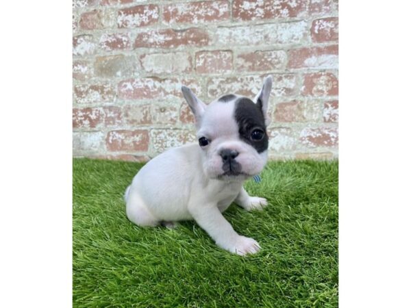 French Bulldog DOG Female Black 1002 Petland Beavercreek, OH