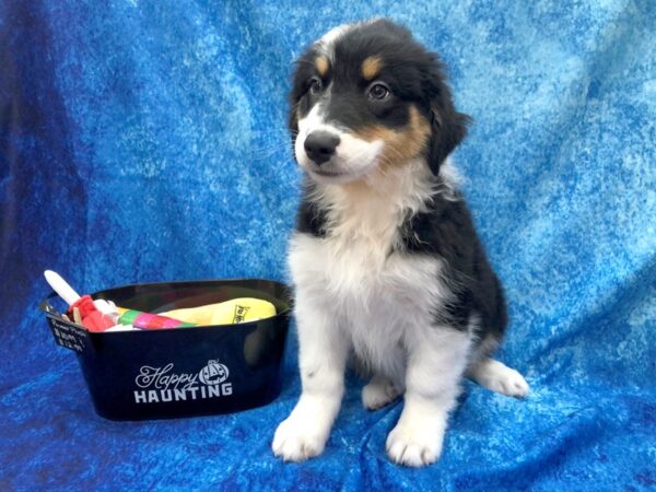 Australian Shepherd DOG Female Black White / Tan 1000 Petland Beavercreek, OH