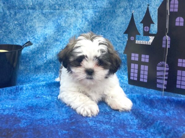 Teddy Bear DOG Male Gold / White 999 Petland Beavercreek, OH