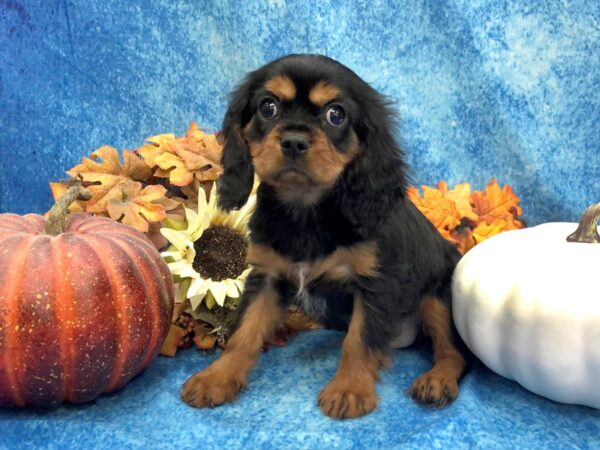 Cavalier King Charles Spaniel DOG Male Black / Tan 1012 Petland Beavercreek, OH