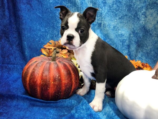 Boston Terrier DOG Male Blue / White 1011 Petland Beavercreek, OH