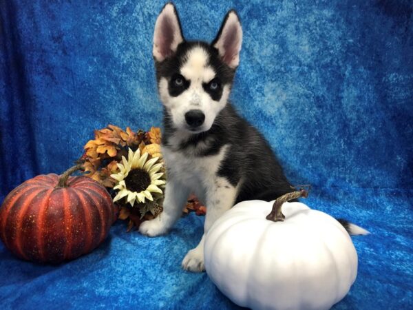 Siberian Husky DOG Male Black / White 1010 Petland Beavercreek, OH