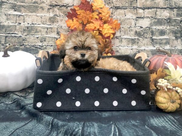 ShizaPoo-DOG-Female-Gold-1024-Petland Beavercreek, OH