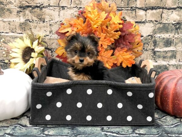 Yorkshire Terrier DOG Male Black / Tan 1030 Petland Beavercreek, OH