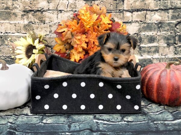 Yorkshire Terrier DOG Male Black / Tan 1029 Petland Beavercreek, OH