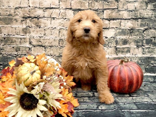 Goldendoodle Mini DOG Female Red 1038 Petland Beavercreek, OH