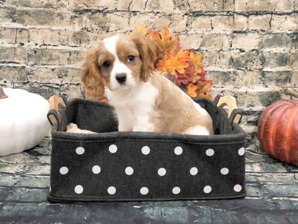 Cavalier King Charles Spaniel DOG Male Blenheim 1036 Petland Beavercreek, OH