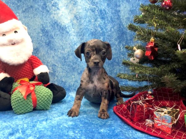 Chiweenie DOG Male Black / Tan 1044 Petland Beavercreek, OH