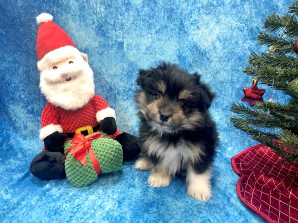 Pomchi-DOG-Male-Black / Tan-1061-Petland Beavercreek, OH