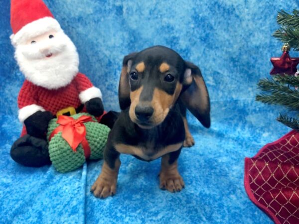 Dachshund DOG Female Black / Tan 1057 Petland Beavercreek, OH