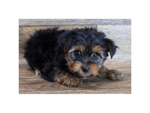 Yorkshire Terrier DOG Male Black / Tan 1069 Petland Beavercreek, OH