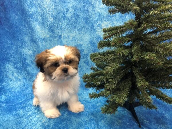 Shih Tzu DOG Male Gold / White 1068 Petland Beavercreek, OH