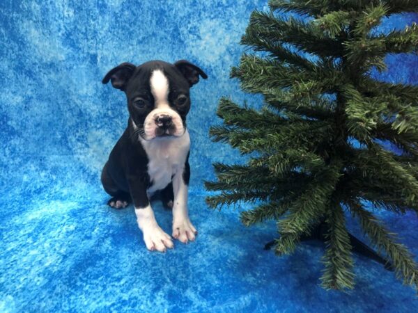 Boston Terrier DOG Male Black / White 1075 Petland Beavercreek, OH