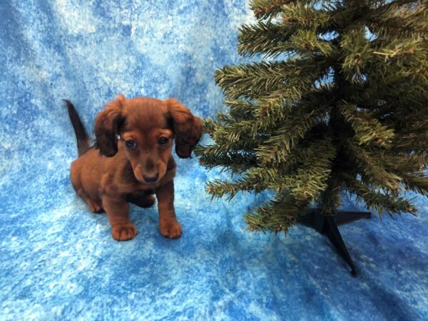 Dachshund DOG Female Wild Boar 1077 Petland Beavercreek, OH