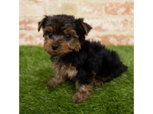 Yorkshire Terrier DOG Male Black / Tan 1091 Petland Beavercreek, OH