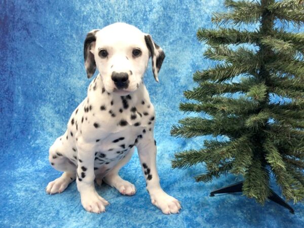 Dalmatian DOG Male White / Black 1084 Petland Beavercreek, OH