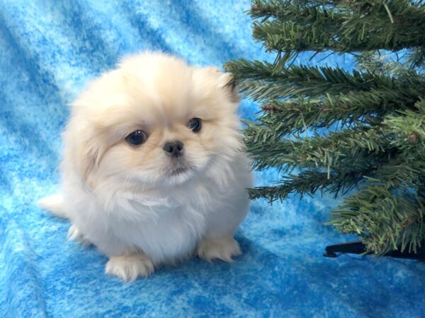 Lhasa Apso/Pekingese DOG Male Cream 1079 Petland Beavercreek, OH