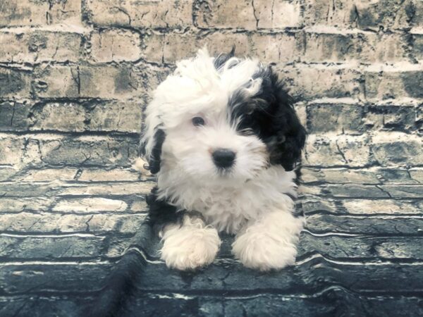 Miniature Bernadoodle-DOG-Female-Tri-Colored-1114-Petland Beavercreek, OH