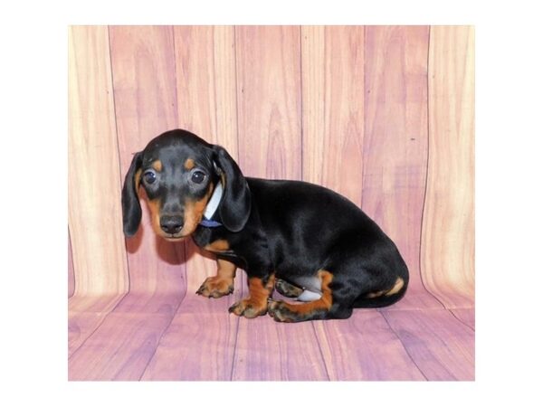 Dachshund DOG Male Black / Tan 1131 Petland Beavercreek, OH