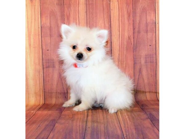 Pomeranian DOG Male Cream 1132 Petland Beavercreek, OH