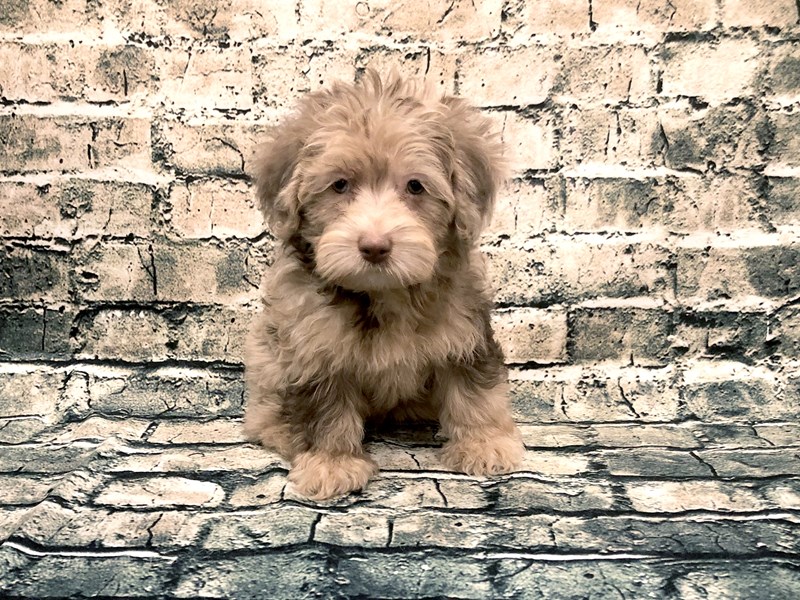 Yorkiepoo Puppy Chocolate and Tan ID:1128 Located at Petland