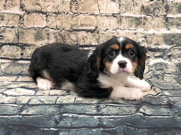 Cavalier King Charles Spaniel DOG Male TRI 1117 Petland Beavercreek, OH